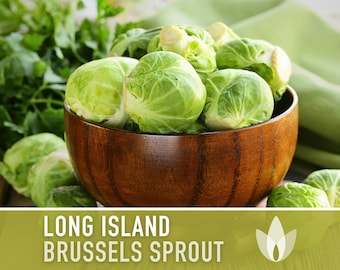 Long Island Improved Brussels Sprout Heirloom Seeds