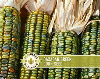 Oaxacan Green Dent Corn Seeds – Heirloom, Non-GMO (25 Seeds)