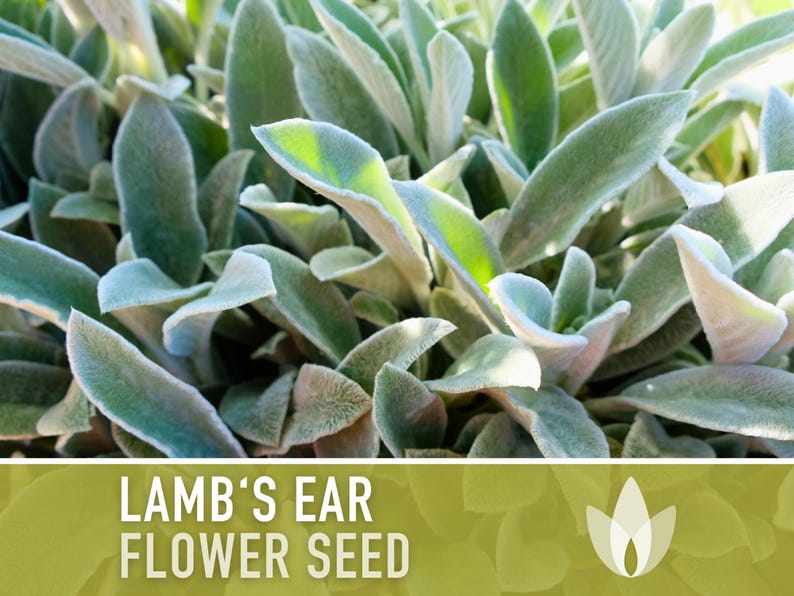 Lamb's Ear Flower Seeds – Heirloom Stachys Byzantina, Pollinator Friendly afbeelding 4