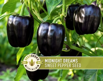 Midnight Dreams Sweet Pepper Seeds | Heirloom, Gothic Garden, Bell Pepper, Black Vegetable, Capsicum annuum