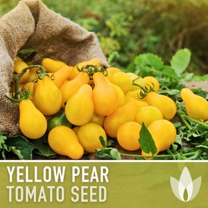 Yellow Pear Cherry Tomato Heirloom Seeds - Pear Tomato, Indeterminate, Open Pollinated, Non-Gmo