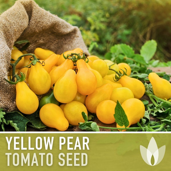 Yellow Pear Cherry Tomato Heirloom Seeds - Pear Tomato, Indeterminate, Open Pollinated, Non-Gmo