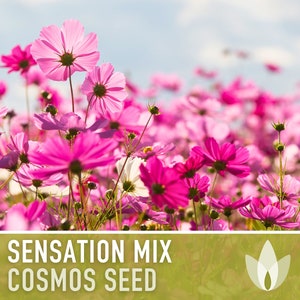 Cosmos, Sensation Mix Flower Seeds - Cut Flowers, Butterfly Garden, Pollinator Friendly, Heirloom, Non-GMO