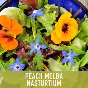 Nasturtium, Peach Melba Flower Seeds Heirloom Seeds, Dwarf Nasturtium, Tangy Peppery Taste, Easy To Grow, Tropaeolum Majus, Non-Gmo image 6