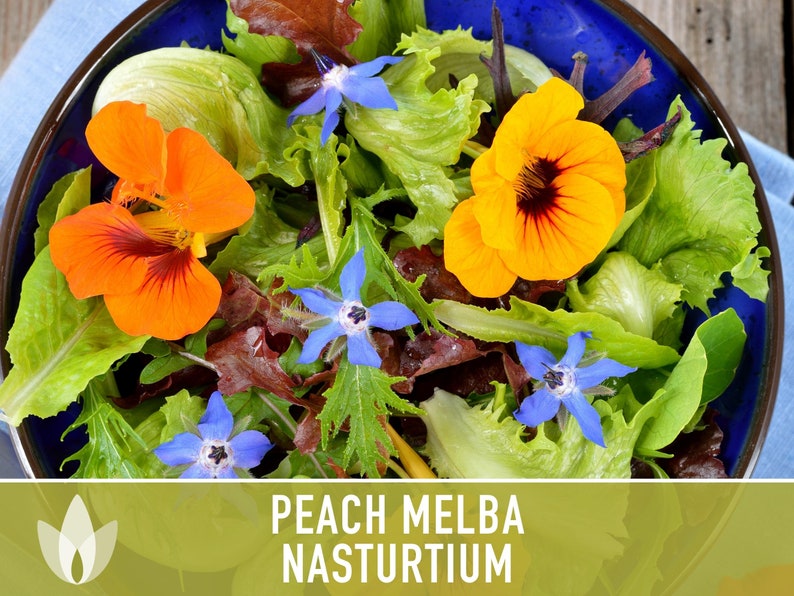 Nasturtium, Peach Melba Flower Seeds Heirloom Seeds, Dwarf Nasturtium, Tangy Peppery Taste, Easy To Grow, Tropaeolum Majus, Non-Gmo image 6