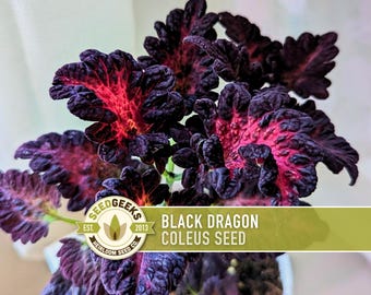 Black Dragon Coleus Seeds | 20+ Seeds, Crimson Foliage, Goth Garden, Indoor & Container, Plectranthus scutellarioides