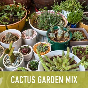 Cactus Garden Seed Mix | 50+ Seeds, Saguaro, Prickly Pear, Hedgehog, Santa Rita, Desert, Cactaceae image 6