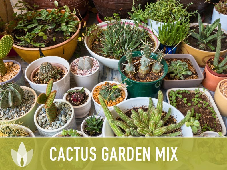 Cactus Garden Seed Mix | 50+ Seeds, Saguaro, Prickly Pear, Hedgehog, Santa Rita, Desert, Cactaceae image 6