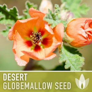 Desert Globemallow Seeds - Heirloom Seeds, Desert Hollyhock, Apricot Mallow, Desert Mallow, Vivid Orange, Sphaeralcea Ambigua, Non-GMO