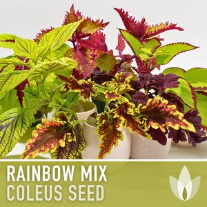 thumbnail image 2 of Solenostemon Scutellarioides Cv - Coleus Rainbow Mix Seeds X100 - Ole Lantana Seed Store 2 of 12