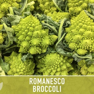 Romanesco Broccoli Heirloom Seeds image 2