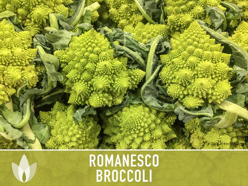 Romanesco Broccoli Heirloom Seeds image 2