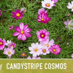 Candystripe Cosmos Flower Seeds - Heirloom, Non-GMO image 10