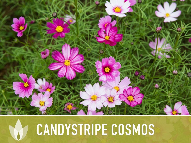 Candystripe Cosmos Flower Seeds - Heirloom, Non-GMO image 10