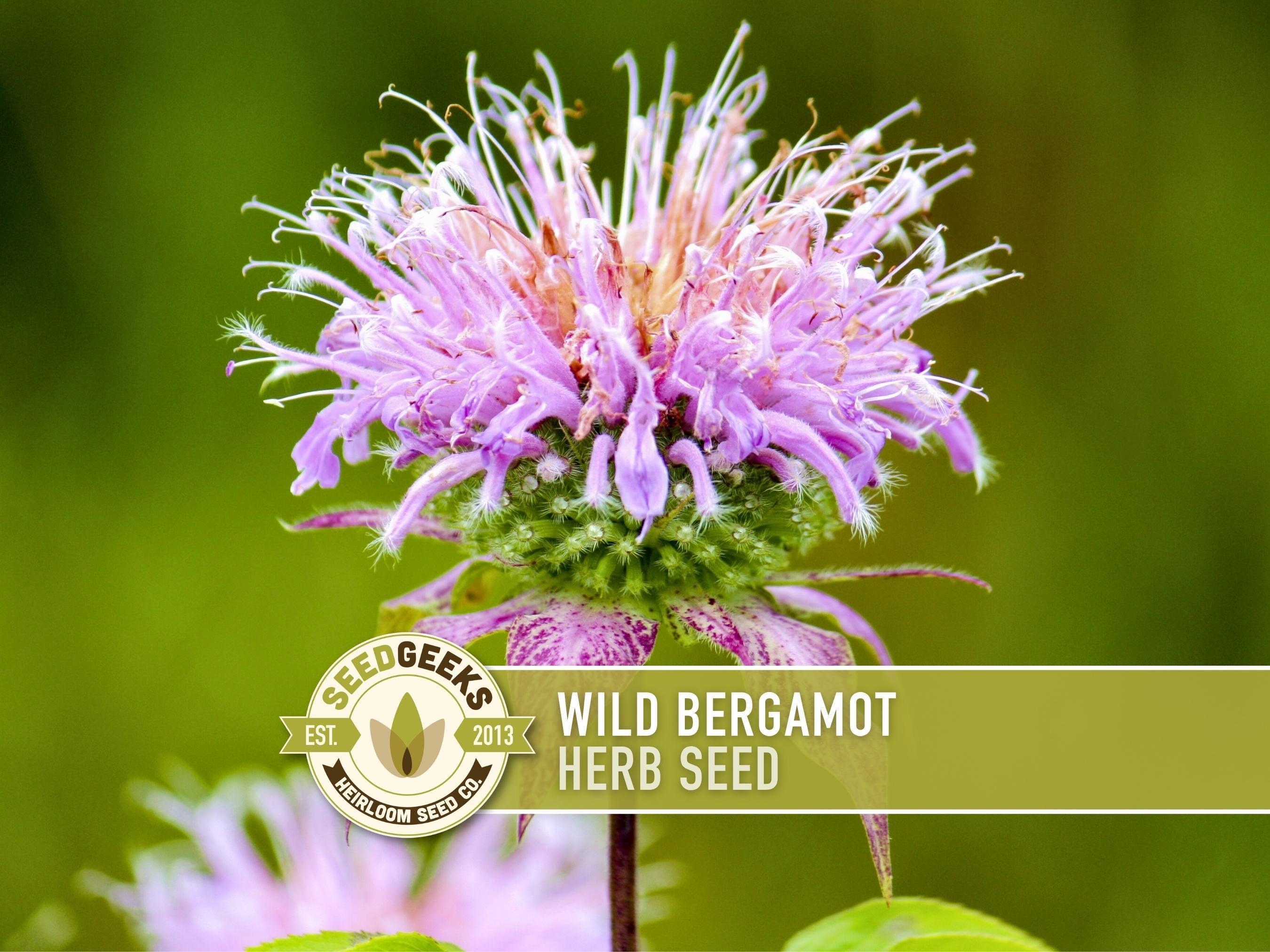 Wild Bergamot Herb Seeds | 100+ Seeds, Non-gmo, Heirloom, Native, Bee Balm,  Tea, Monarda Fistulosa - Etsy
