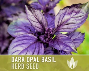 Purple Dark Opal Basil Herb Heirloom Seeds