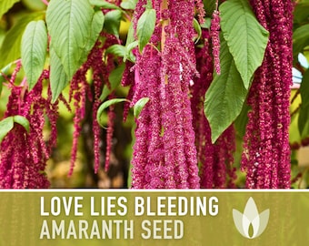 Love Lies Bleeding Amaranth Heirloom Seeds