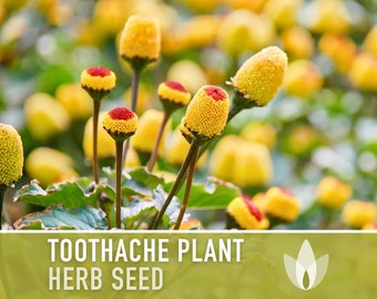 Toothache Plant (Spilanthes Oleracea) Medicinal Herb Seeds - Electric Daisy, Eyeball Plant, Peek-A-Boo, Electric Buttons, Heirloom, Non-GMO