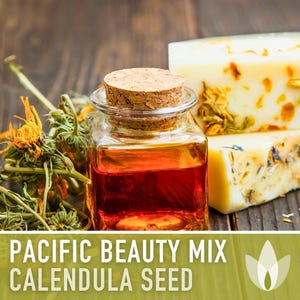Calendula Pacific Beauty Flower Seeds – Heirloom Cottage Garden image 6