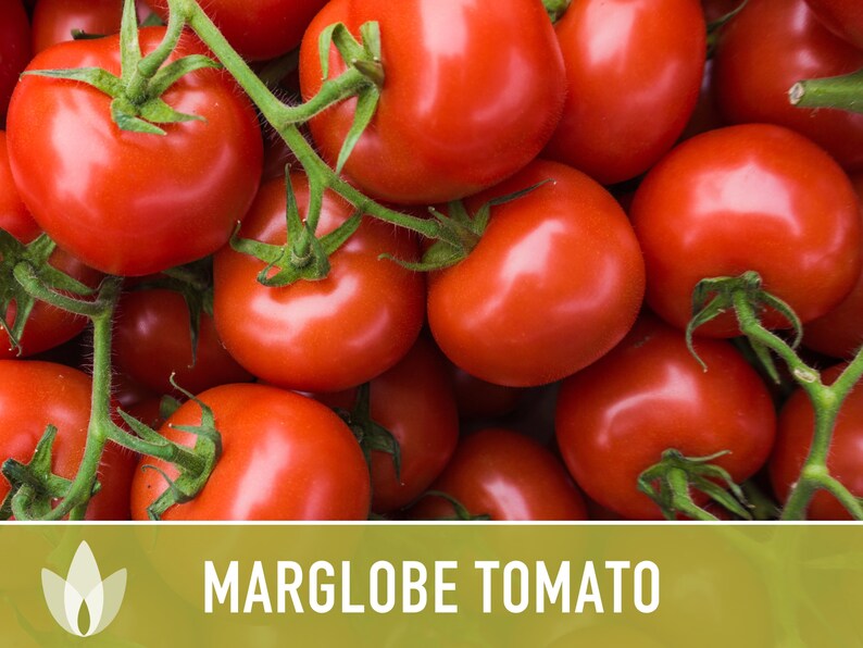 Marglobe Tomato Heirloom Seeds Etsy