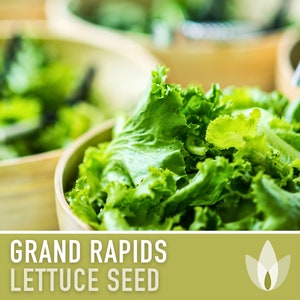 Maricella, Lettuce, Heirloom Garden Seeds Gourmet Fast Growing Heat