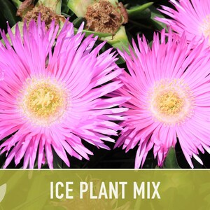 Ice Plant Flower Seeds – Rainbow Mix, Ground Cover, 150 Non-GMO Seeds image 6