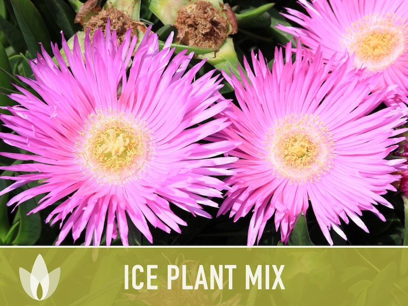 Ice Plant Flower Seeds – Rainbow Mix, Ground Cover, 150 Non-GMO Seeds image 6