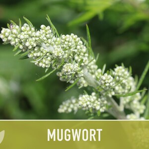 Mugwort Organic Medicinal Herb Seeds, Artemisia Vulgaris, Heirloom, Non-GMO image 5