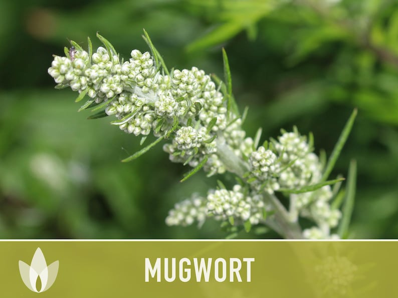 Mugwort Organic Medicinal Herb Seeds, Artemisia Vulgaris, Heirloom, Non-GMO image 5
