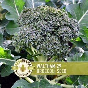 Waltham 29 Broccoli Heirloom Seeds