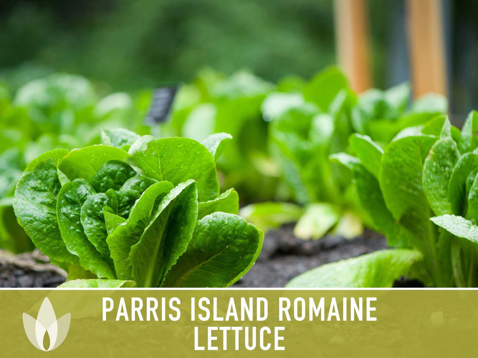 Parris Island Romaine Lettuce Heirloom Seeds Etsy