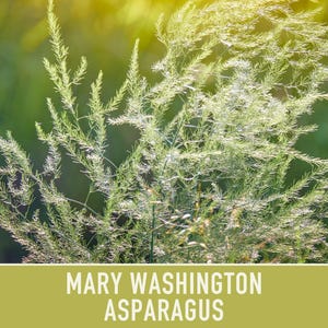 Mary Washington Asparagus Seeds, Heirloom Vegetable, Non-GMO image 9