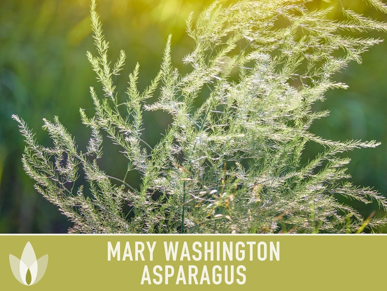 Mary Washington Asparagus Seeds, Heirloom Vegetable, Non-GMO image 9