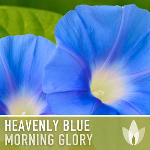 Morning Glory, Heavenly Blue Heirloom Seeds, Flower Seeds, Vine image 4