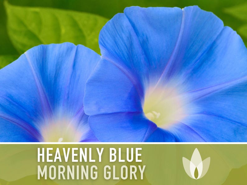 Morning Glory, Heavenly Blue Heirloom Seeds, Flower Seeds, Vine image 4
