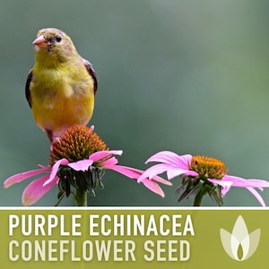 Graines d'Échinacée pourpre | Plus de 100 graines, fleurs sauvages indigènes, héritage, tolérant à la sécheresse, jardin des papillons, Echinacea purpurea image 10