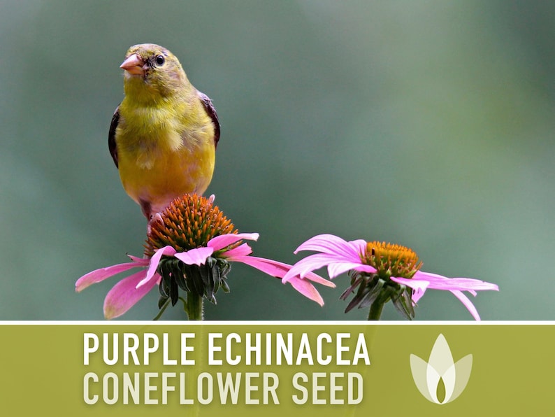 Graines d'Échinacée pourpre | Plus de 100 graines, fleurs sauvages indigènes, héritage, tolérant à la sécheresse, jardin des papillons, Echinacea purpurea image 10