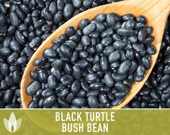 Black Turtle Bean Seeds - Heirloom Seeds, Bush Bean, High Yield, Chili Bean, Soup Bean, Open Pollinated, Untreated, Non-GMO