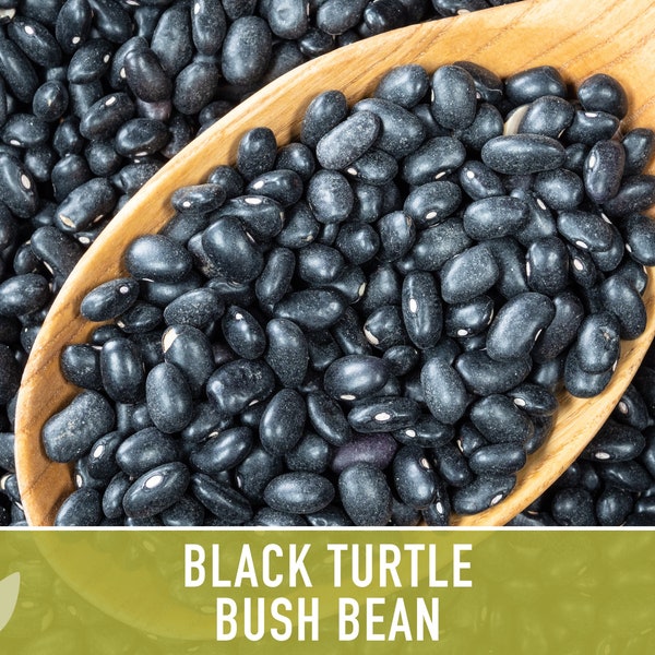 Black Turtle Beans Etsy