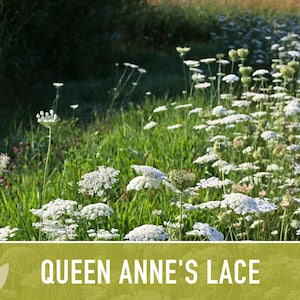 Queen Anne's Lace Seeds – Heirloom Wild Carrot, Pollinator Friendly immagine 11