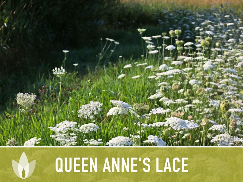 Queen Anne's Lace Seeds – Heirloom Wild Carrot, Pollinator Friendly immagine 11