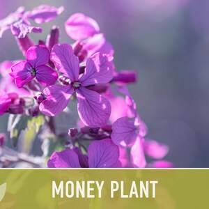 Money Plant Seeds – Heirloom Lunaria, Cut Flowers, Pollinator Garden zdjęcie 7
