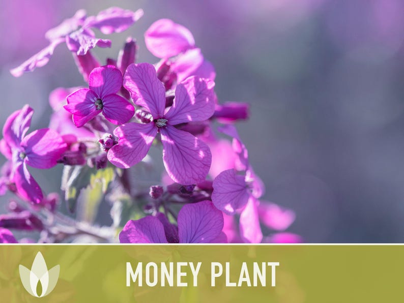 Money Plant Seeds – Heirloom Lunaria, Cut Flowers, Pollinator Garden zdjęcie 7