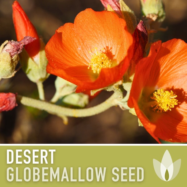 Desert Globemallow Seeds - Heirloom Seeds, Desert Hollyhock, Apricot Mallow, Desert Mallow, Vivid Orange Flowers, Open Pollinated, Non-GMO