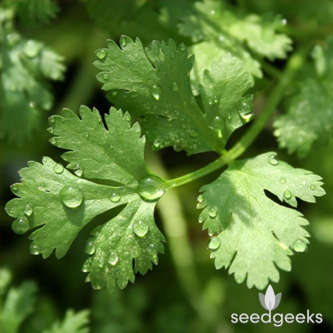Slobolt Cilantro Herb Heirloom Seeds Etsy