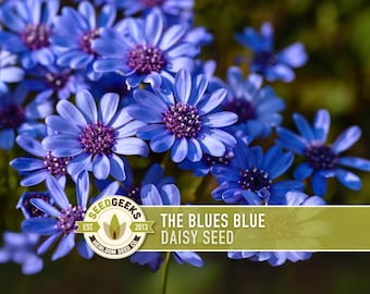 Kingfisher Blue Daisy Flower Seeds | 50+ Seeds, Heirloom, Container & Border Plant, Felicia Heterophylla