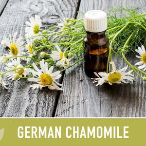 German Chamomile Seeds | 200+ Seeds, Heirloom, Medicinal, Organic | Matricaria chamomilla zdjęcie 12