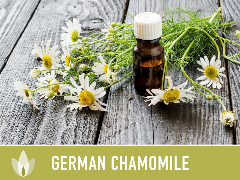 German Chamomile Seeds | 200+ Seeds, Heirloom, Medicinal, Organic | Matricaria chamomilla zdjęcie 12