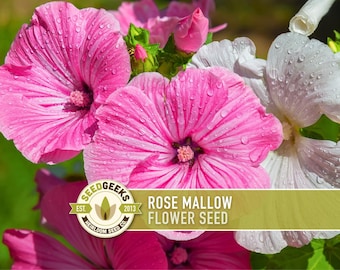 Rose Mallow Flower Seeds – Heirloom, Late Blooming, Pollinator Garden