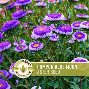 Blue Moon Aster Seeds | 30+ Seeds, Heirloom Pompon, Vibrant Cut Flowers | Callistephus chinensis image 1